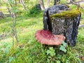 Wild Reishi mushroom, Ganoderma Lucidum from Altai .