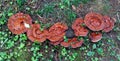 Wild Reishi Mushroom-Ganoderma Tsugae Royalty Free Stock Photo
