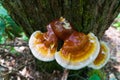 Wild Reishi Mushroom Ganoderma Tsugae growing on a Hemlock Tree. This medicinal herb is known for its immune supporting proper