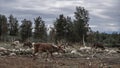 wild rendeer finnland family herd Royalty Free Stock Photo