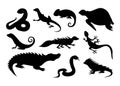 Wild reptile silhouette. Tropical reptiles turtle, chameleon and tortoise. Lizard and crocodile or alligator, snake and Royalty Free Stock Photo