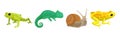 Wild Reptiles with Frog, Snail and Chameleon Vector Set