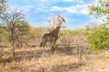 Wild Reticulated Giraffe and African landscape in national Kruger Park in UAR