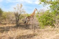 Wild Reticulated Giraffe and African landscape in national Kruger Park in UAR