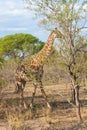 Wild Reticulated Giraffe and African landscape in national Kruger Park in UAR