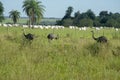 Wild rheas on a farm in Mato Grosso do Sul Royalty Free Stock Photo