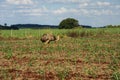 Wild rheas on a farm in Mato Grosso do Sul Royalty Free Stock Photo