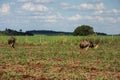 Wild rheas on a farm in Mato Grosso do Sul Royalty Free Stock Photo