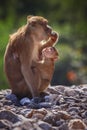 Wild Rhesus macaque monkey and young baby looking to monkey moth Royalty Free Stock Photo