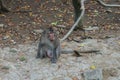 Wild rhesus monkey in Can Gio Island, Vietnam