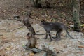 Wild rhesus monkey in Can Gio Island, Vietnam