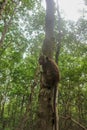 Wild rhesus monkey in Can Gio Island, Vietnam