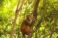 Wild Rhesus Monkey
