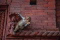 Hindu Rhesus Monkey - Kathmandu, Nepal