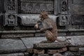 Hindu Rhesus Monkey - Kathmandu, Nepal