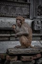 Hindu Rhesus Monkey - Kathmandu, Nepal