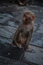 Hindu Rhesus Monkey - Kathmandu, Nepal