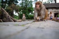 Hindu Rhesus Monkey - Kathmandu, Nepal