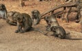 Wild rhesus monkeys vietnam