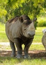 Wild rhino
