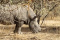 Wild rhino in the bush