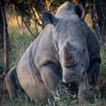 Wild rhino getting up from ground after laying down Royalty Free Stock Photo