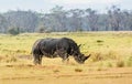 Wild Rhino in Kenya, Africa