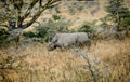 Wild Rhino in Kenya, Africa