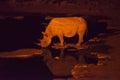 wild rhino by night