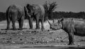 Wild Rhino Rhinoceros and elephants in Namiba Etosha park Royalty Free Stock Photo