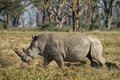 Wild rhino walking and eating grass in grassland at Lake Nakuru Royalty Free Stock Photo