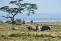 Wild rhino walking and eating grass in grassland at Lake Nakuru Royalty Free Stock Photo
