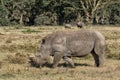 Wild rhino walking and eating grass in grassland at Lake Nakuru Royalty Free Stock Photo