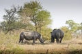 Wild rhinoceros in Kruger national park, SOUTH AFRICA Royalty Free Stock Photo