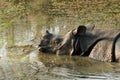 Wild Rhinoceros unicornis Royalty Free Stock Photo