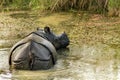 Wild Rhinoceros unicornis Royalty Free Stock Photo