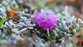 Wild rhododendron flower (Rhododendron camtschaticum) and plants in the tundra are covered with hoarfrost Royalty Free Stock Photo