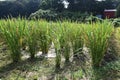 Wild rice stem cultivation