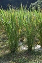 Wild rice stem cultivation