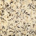 Wild Rice Texture