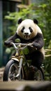 Wild Ride: Crazy Panda Takes the Wheel of a Bike Royalty Free Stock Photo