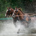 Wild ride splash Royalty Free Stock Photo