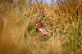 Wild ring-necked pheasant in natural habitat of reeds and grasses on moorland in Yorkshire Dales, UK Royalty Free Stock Photo