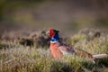 Wild ring-necked pheasant in natural habitat of reeds and grasses on moorland in Yorkshire Dales, UK Royalty Free Stock Photo