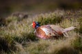 Wild ring-necked pheasant in natural habitat of reeds and grasses on moorland in Yorkshire Dales, UK Royalty Free Stock Photo