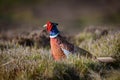 Wild ring-necked pheasant in natural habitat of reeds and grasses on moorland in Yorkshire Dales, UK Royalty Free Stock Photo