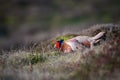 Wild ring-necked pheasant in natural habitat of reeds and grasses on moorland in Yorkshire Dales, UK Royalty Free Stock Photo