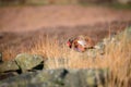Wild ring-necked pheasant in natural habitat of reeds and grasses on moorland in Yorkshire Dales, UK Royalty Free Stock Photo