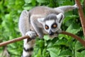 Wild ring-tailed lemur, Madagascar Royalty Free Stock Photo