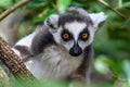 Wild ring-tailed lemur (Lemur catta), Madagascar Royalty Free Stock Photo